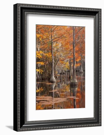 USA, George Smith State Park, Georgia. Fall cypress trees with wood duck box.-Joanne Wells-Framed Photographic Print