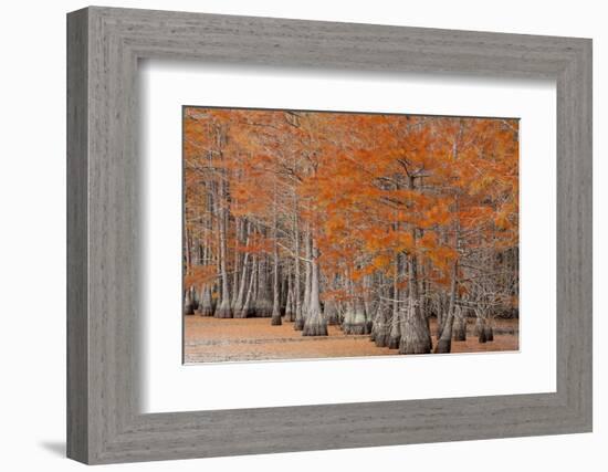 USA, George Smith State Park, Georgia. Fall cypress trees.-Joanne Wells-Framed Photographic Print