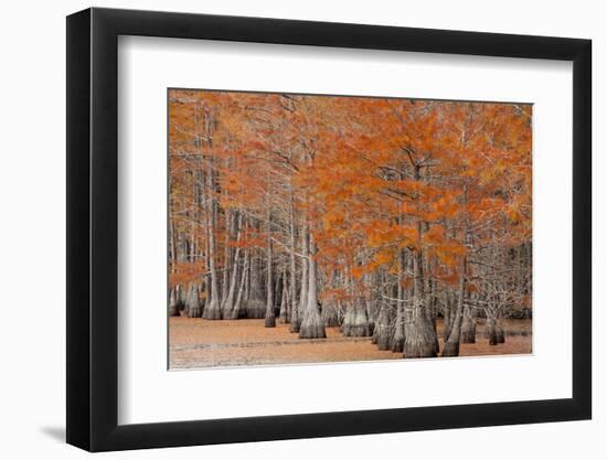 USA, George Smith State Park, Georgia. Fall cypress trees.-Joanne Wells-Framed Photographic Print