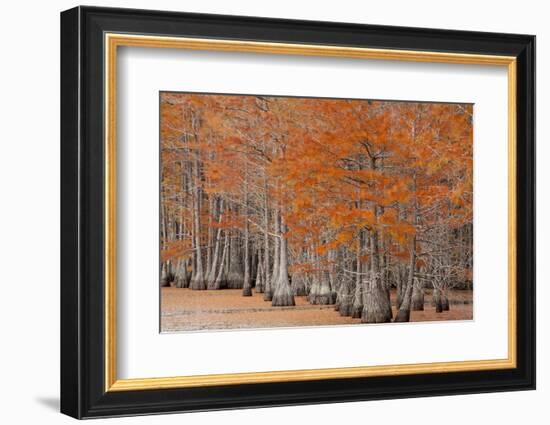 USA, George Smith State Park, Georgia. Fall cypress trees.-Joanne Wells-Framed Photographic Print