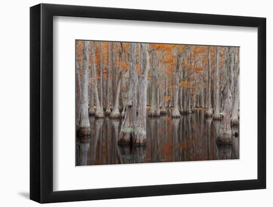 USA, George Smith State Park, Georgia. Fall cypress trees.-Joanne Wells-Framed Photographic Print