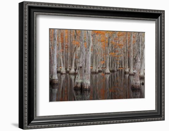 USA, George Smith State Park, Georgia. Fall cypress trees.-Joanne Wells-Framed Photographic Print