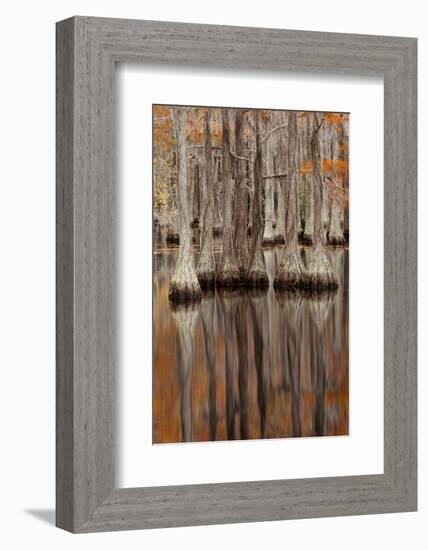 USA, George Smith State Park, Georgia. Fall cypress trees.-Joanne Wells-Framed Photographic Print