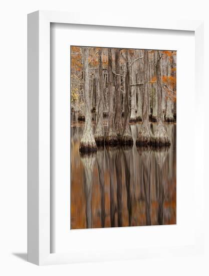 USA, George Smith State Park, Georgia. Fall cypress trees.-Joanne Wells-Framed Photographic Print