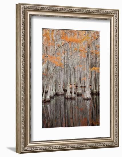 USA, George Smith State Park, Georgia. Fall cypress trees.-Joanne Wells-Framed Photographic Print