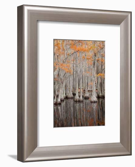 USA, George Smith State Park, Georgia. Fall cypress trees.-Joanne Wells-Framed Photographic Print