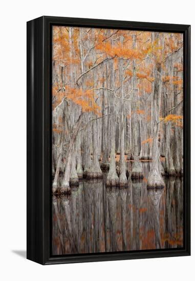 USA, George Smith State Park, Georgia. Fall cypress trees.-Joanne Wells-Framed Premier Image Canvas