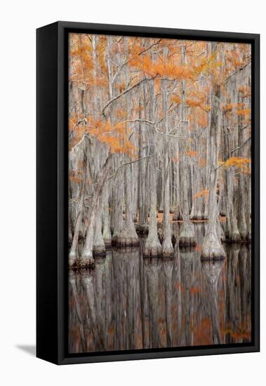 USA, George Smith State Park, Georgia. Fall cypress trees.-Joanne Wells-Framed Premier Image Canvas