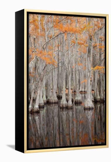 USA, George Smith State Park, Georgia. Fall cypress trees.-Joanne Wells-Framed Premier Image Canvas