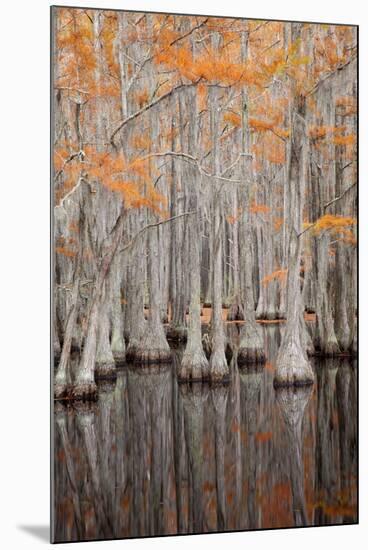 USA, George Smith State Park, Georgia. Fall cypress trees.-Joanne Wells-Mounted Photographic Print