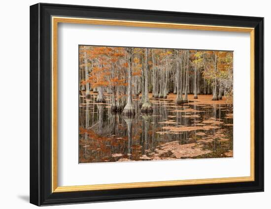 USA, George Smith State Park, Georgia. Fall cypress trees.-Joanne Wells-Framed Photographic Print