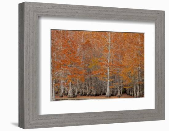 USA, George Smith State Park, Georgia. Fall cypress trees.-Joanne Wells-Framed Photographic Print