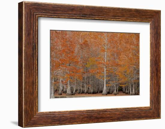 USA, George Smith State Park, Georgia. Fall cypress trees.-Joanne Wells-Framed Photographic Print