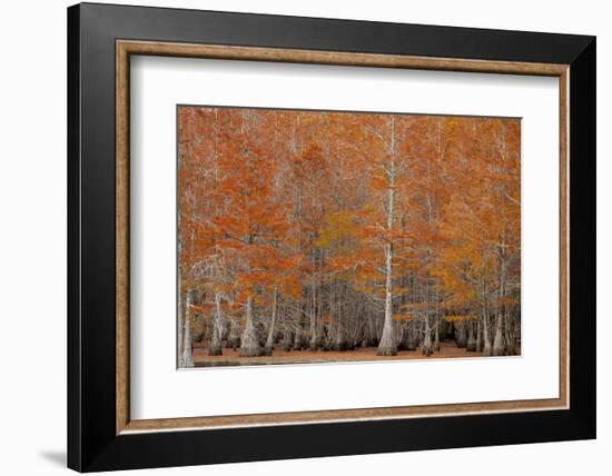 USA, George Smith State Park, Georgia. Fall cypress trees.-Joanne Wells-Framed Photographic Print