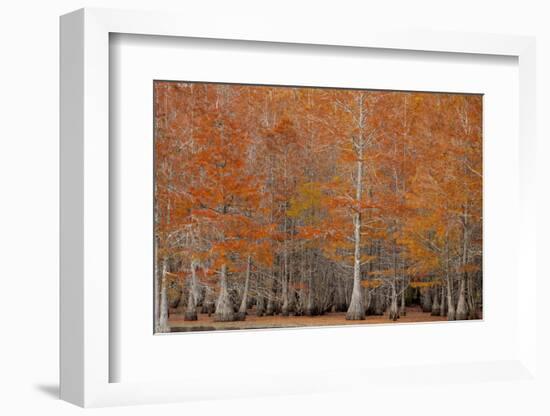 USA, George Smith State Park, Georgia. Fall cypress trees.-Joanne Wells-Framed Photographic Print