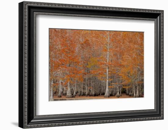 USA, George Smith State Park, Georgia. Fall cypress trees.-Joanne Wells-Framed Photographic Print