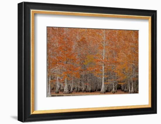 USA, George Smith State Park, Georgia. Fall cypress trees.-Joanne Wells-Framed Photographic Print