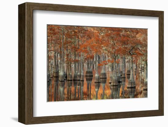 USA, Georgia, Autumn, Cypress Trees at George Smith State Park-Joanne Wells-Framed Photographic Print