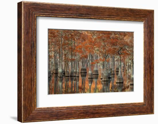 USA, Georgia, Autumn, Cypress Trees at George Smith State Park-Joanne Wells-Framed Photographic Print