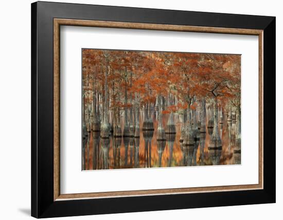 USA, Georgia, Autumn, Cypress Trees at George Smith State Park-Joanne Wells-Framed Photographic Print