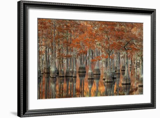 USA, Georgia, Autumn, Cypress Trees at George Smith State Park-Joanne Wells-Framed Photographic Print