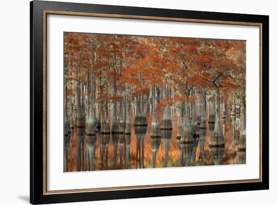 USA, Georgia, Autumn, Cypress Trees at George Smith State Park-Joanne Wells-Framed Photographic Print