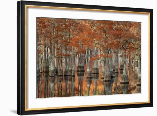 USA, Georgia, Autumn, Cypress Trees at George Smith State Park-Joanne Wells-Framed Photographic Print