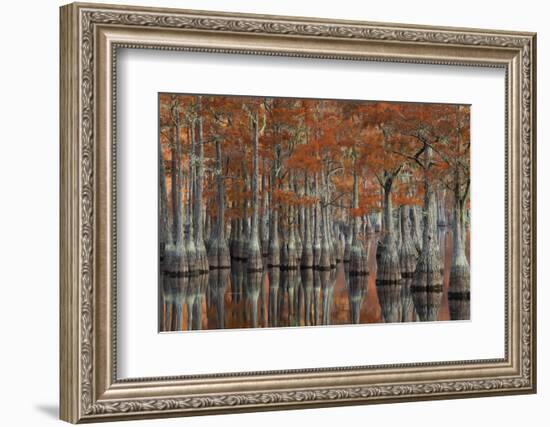 USA, Georgia, Autumn, Cypress Trees at George Smith State Park-Joanne Wells-Framed Photographic Print