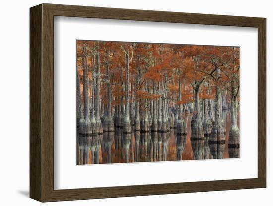 USA, Georgia, Autumn, Cypress Trees at George Smith State Park-Joanne Wells-Framed Photographic Print