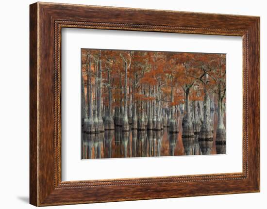 USA, Georgia, Autumn, Cypress Trees at George Smith State Park-Joanne Wells-Framed Photographic Print