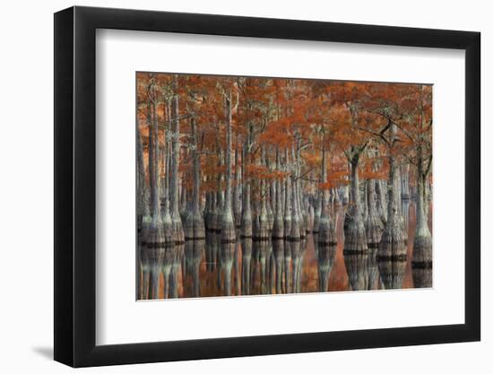 USA, Georgia, Autumn, Cypress Trees at George Smith State Park-Joanne Wells-Framed Photographic Print