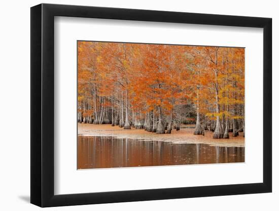 USA, Georgia. Cypress trees in the fall at George Smith State Park.-Joanne Wells-Framed Photographic Print