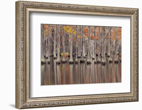 USA, Georgia. Cypress trees in the fall at George Smith State Park.-Joanne Wells-Framed Photographic Print