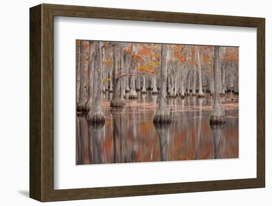 USA, Georgia. Cypress trees in the fall at George Smith State Park.-Joanne Wells-Framed Photographic Print