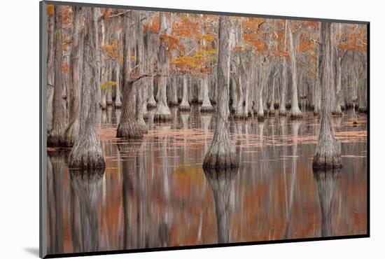 USA, Georgia. Cypress trees in the fall at George Smith State Park.-Joanne Wells-Mounted Photographic Print