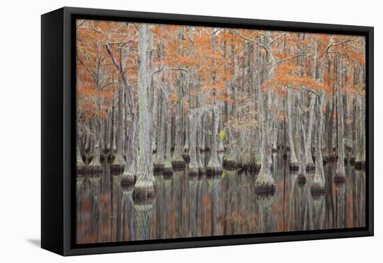 USA, Georgia. Cypress trees in the fall at George Smith State Park.-Joanne Wells-Framed Premier Image Canvas