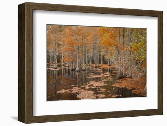 USA, Georgia. Cypress trees in the fall at George Smith State Park.-Joanne Wells-Framed Photographic Print