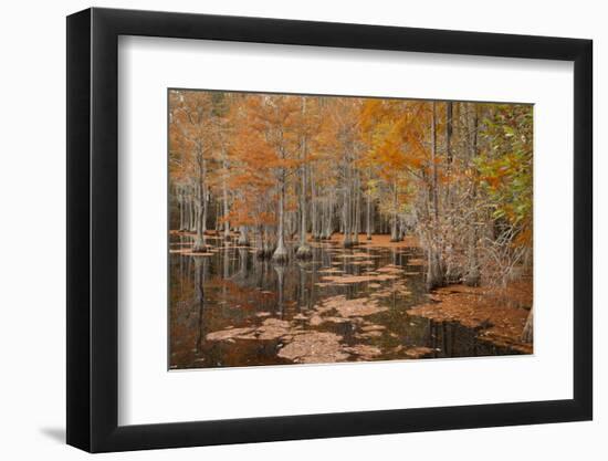 USA, Georgia. Cypress trees in the fall at George Smith State Park.-Joanne Wells-Framed Photographic Print