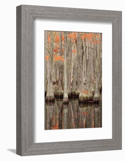 USA, Georgia. Cypress trees in the fall at George Smith State Park.-Joanne Wells-Framed Photographic Print