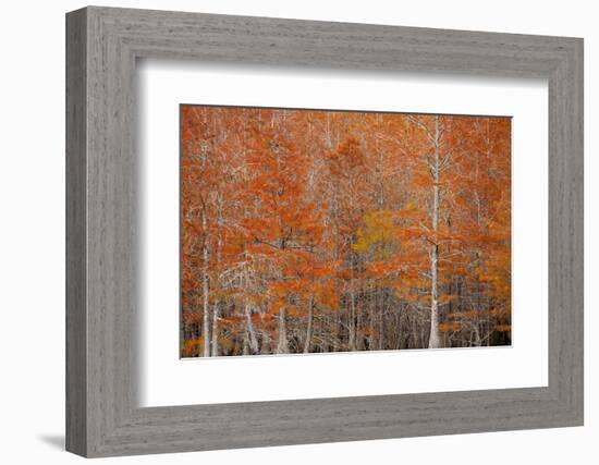 USA, Georgia. Cypress trees in the fall at George Smith State Park.-Joanne Wells-Framed Photographic Print