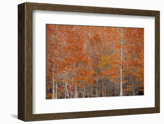 USA, Georgia. Cypress trees in the fall at George Smith State Park.-Joanne Wells-Framed Photographic Print