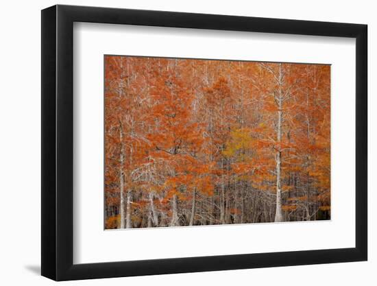 USA, Georgia. Cypress trees in the fall at George Smith State Park.-Joanne Wells-Framed Photographic Print