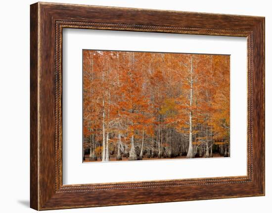 USA, Georgia. Cypress trees in the fall.-Joanne Wells-Framed Photographic Print