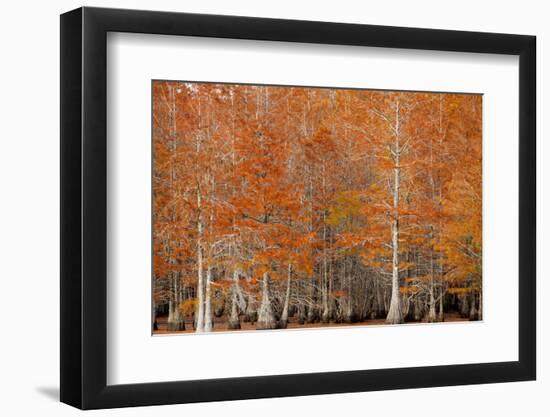 USA, Georgia. Cypress trees in the fall.-Joanne Wells-Framed Photographic Print