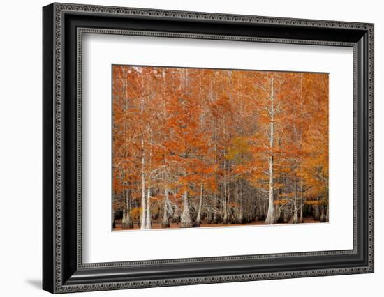 USA, Georgia. Cypress trees in the fall.-Joanne Wells-Framed Photographic Print