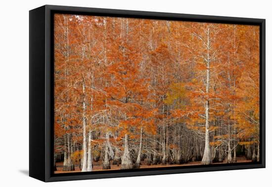 USA, Georgia. Cypress trees in the fall.-Joanne Wells-Framed Premier Image Canvas