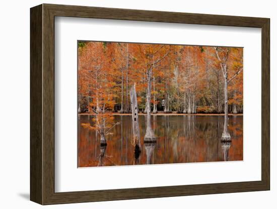 USA, Georgia. Cypress trees with wood duck box in the fall at George Smith State Park.-Joanne Wells-Framed Photographic Print