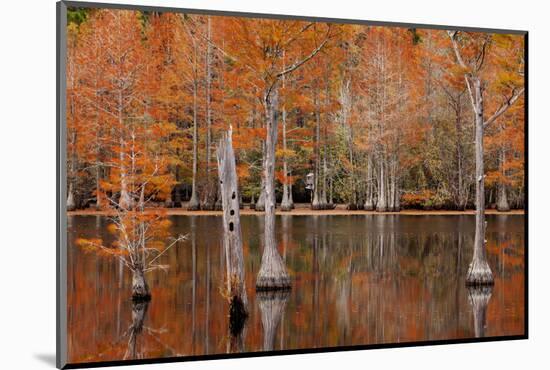 USA, Georgia. Cypress trees with wood duck box in the fall at George Smith State Park.-Joanne Wells-Mounted Photographic Print