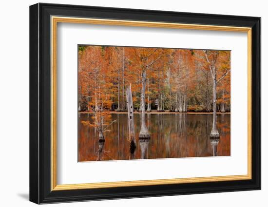 USA, Georgia. Cypress trees with wood duck box in the fall at George Smith State Park.-Joanne Wells-Framed Photographic Print