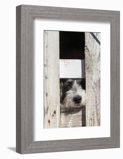 USA, Georgia. Engaging dog peeks through fence wistfully-Trish Drury-Framed Photographic Print